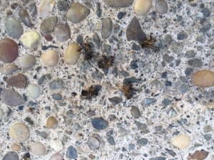 Honeybees found dying in our backyard.  Los Angeles.